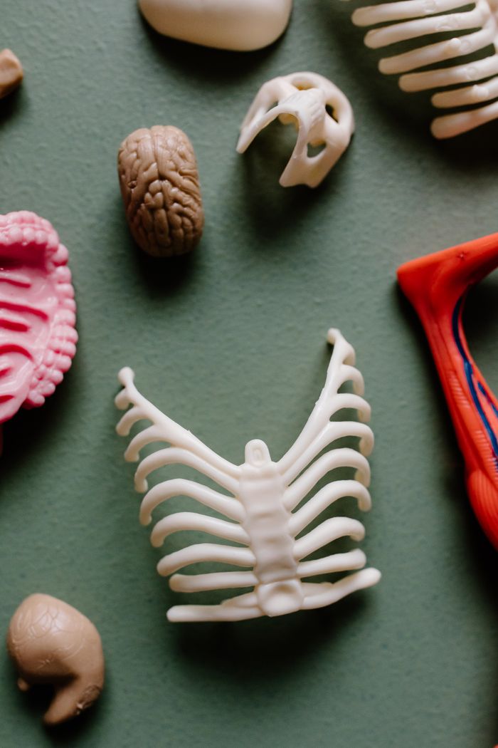 Various anatomical plastic models of human organs and bones on a green surface.